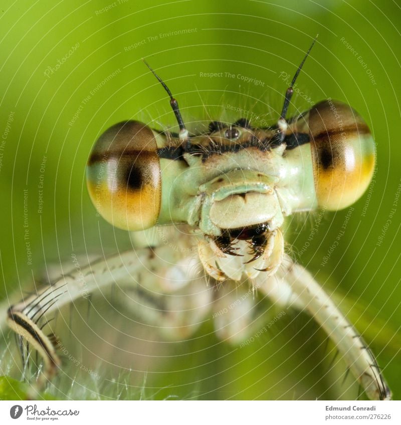 Libelle Werkzeug warten groß Angst Feindseligkeit Aggression Drohen Landraubtier Offener Mund Bösewicht dragonfly mouth Makroaufnahme Porträt Tierporträt