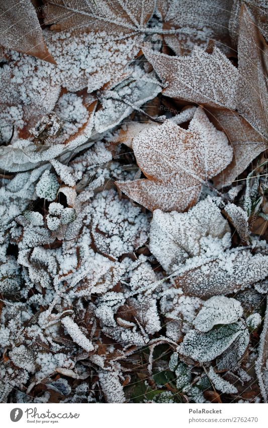 #A# Waldfrost Kunst Kunstwerk ästhetisch Blatt Laubwald Frost Winter kalt Kälteschock Farbfoto Gedeckte Farben Außenaufnahme Nahaufnahme Detailaufnahme