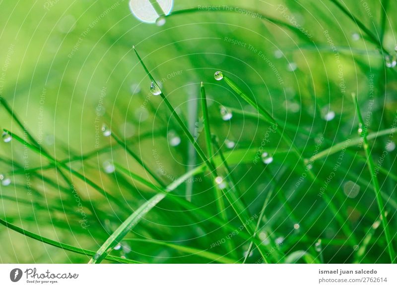 Tropfen auf den grünen Blättern Gras Pflanze Blatt Regentropfen glänzend hell Garten geblümt Natur abstrakt Konsistenz frisch Außenaufnahme Hintergrund