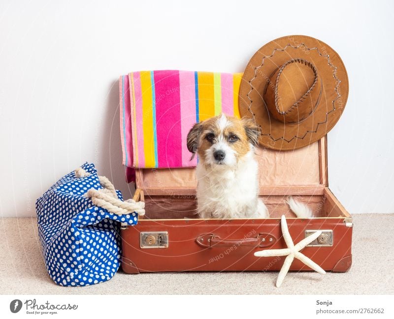 Sommerurlaub mit Hund Lifestyle Freizeit & Hobby Ferien & Urlaub & Reisen Tourismus Ferne Sonne Strand Meer Tasche Koffer Sonnenhut Tier Haustier Tiergesicht 1