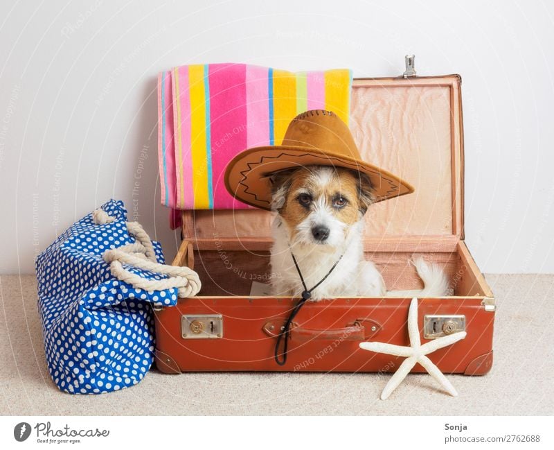 Hund mit Sonnenhut in einem Koffer Ferien & Urlaub & Reisen Ferne Sommerurlaub Tier Haustier 1 Seestern Badetasche Badetuch Blick sitzen trendy lustig maritim