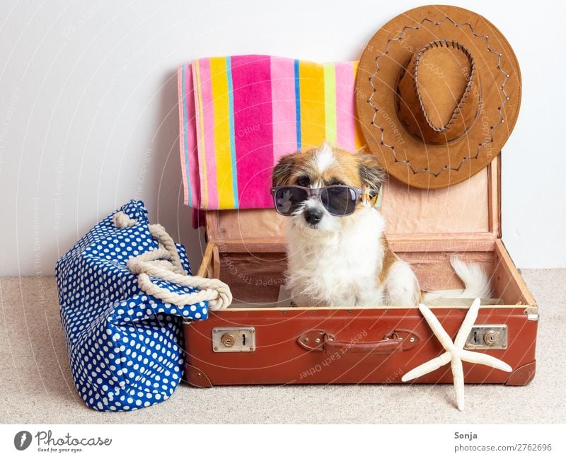 Hund mit Sonnenbrille in einem Reisekoffer Lifestyle Freizeit & Hobby Ferien & Urlaub & Reisen Tourismus Ferne Sommer Sommerurlaub Strand Meer Tasche Koffer