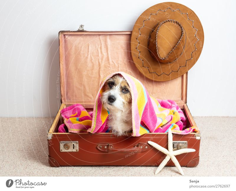 Hund in einem Reisekoffer Lifestyle Ferien & Urlaub & Reisen Tourismus Sommer Sommerurlaub Hut Tier Haustier 1 Sonnenhut Seestern Lederkoffer Badetuch sitzen