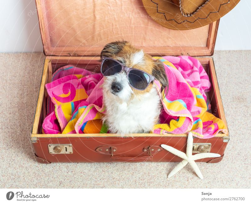 Hund mit Sonnenbrille in einem Reisekoffer Ferien & Urlaub & Reisen Ferne Sommerurlaub Tier Haustier 1 Koffer Badetuch Sonnenhut sitzen trendy maritim