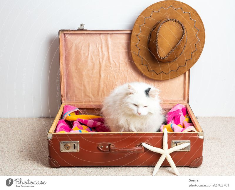 Katze in einem Reisekoffer Ferien & Urlaub & Reisen Tourismus Ferne Sommerurlaub Tier Haustier 1 Koffer Sonnenhut Seestern sitzen frech schön lustig maritim