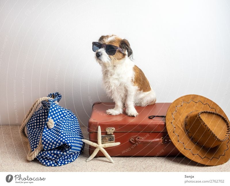 Hund auf einem Reisekoffer Lifestyle Ferien & Urlaub & Reisen Ferne Sommerurlaub Hut Tier Haustier 1 Koffer Seestern Sonnenhut Badetasche sitzen maritim
