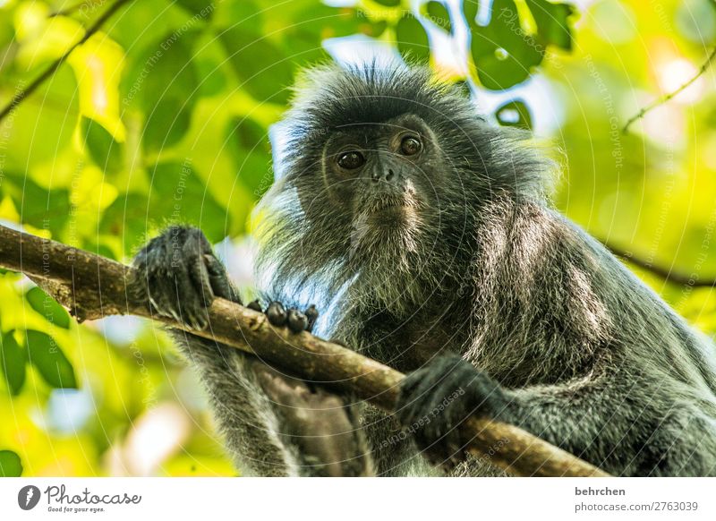 ich seh dich! Ferien & Urlaub & Reisen Tourismus Ausflug Abenteuer Ferne Freiheit Natur Baum Urwald Wildtier Tiergesicht Fell Affen silberner haubenlangur 1