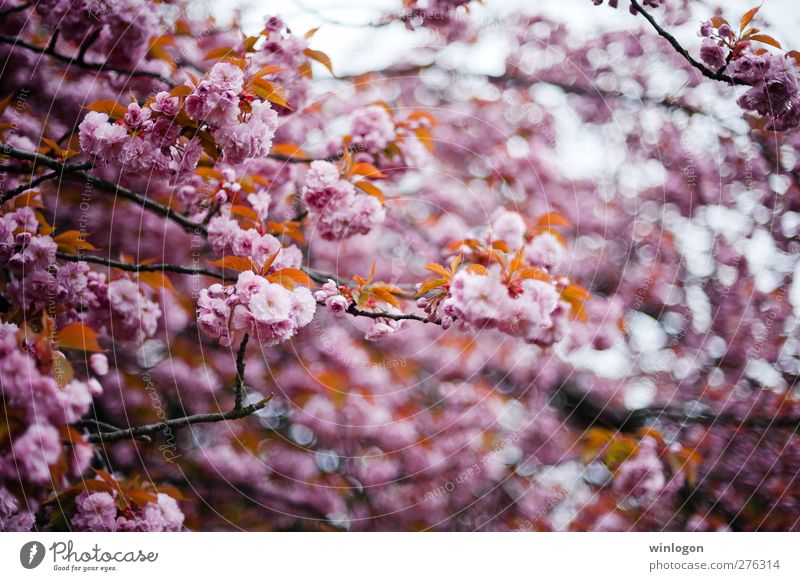 Kirschenwald Frühling Sommer Baum Blatt Blüte atmen Blühend Duft genießen Liebe träumen authentisch Fröhlichkeit Glück kuschlig nachhaltig Sauberkeit schön