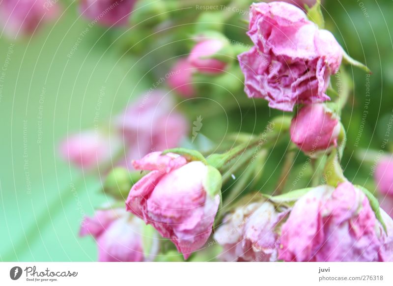 "Rosarosig" Natur Pflanze Sommer Blume Rose Blüte Wildpflanze alt verblüht dehydrieren trocken wild grün rosa Duft verträumt Romantik edel Farbfoto