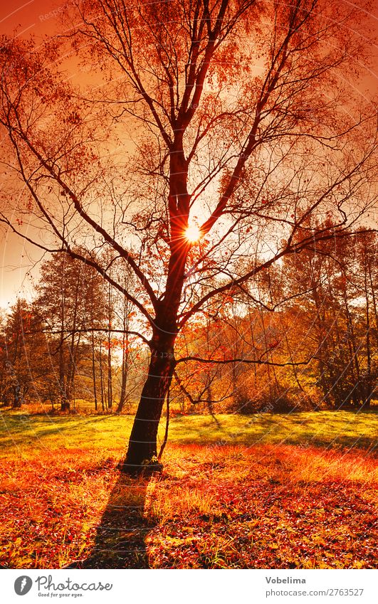 Sonne im Herbstwald Natur Schönes Wetter Baum Wald braun mehrfarbig gelb gold grün orange rot schwarz sonnig Farbfoto Außenaufnahme Abend Licht Schatten