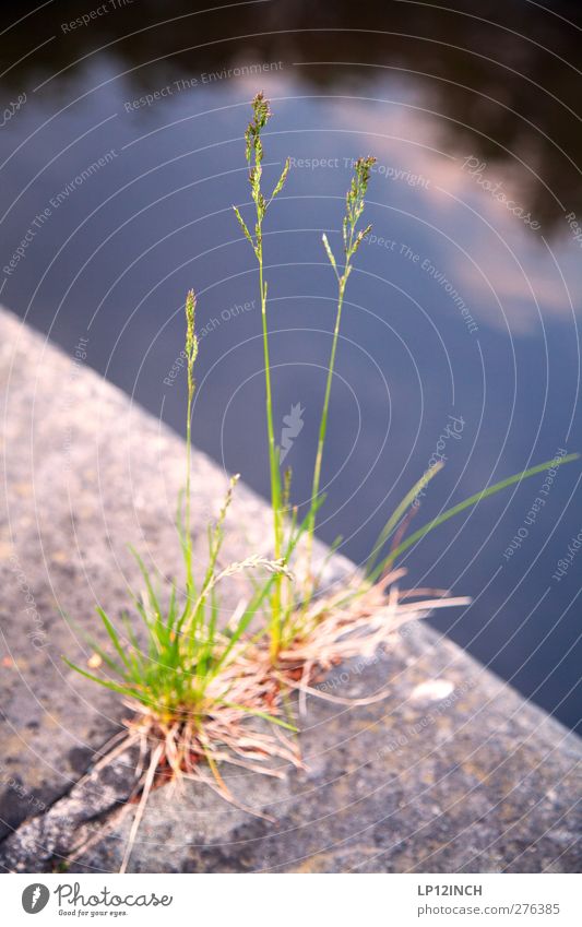 3 am Kai Umwelt Natur Tier Wasser Sommer Pflanze Gras Park Stein Umweltschutz Anlegestelle Flußwasser Fluss Farbfoto Außenaufnahme Menschenleer