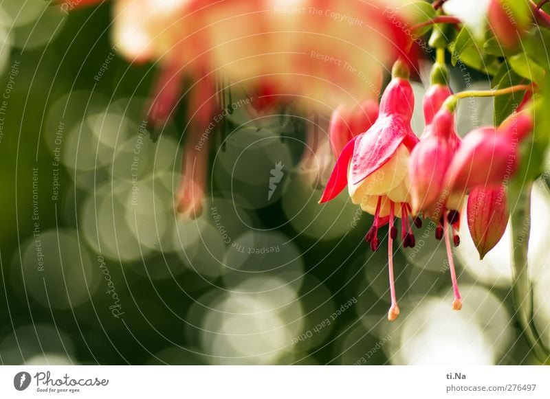 Blütenbokeh Pflanze Frühling Sommer Herbst Blume Blatt Fuchsie Fuchsienblüten Garten Blühend Duft hängen elegant schön klein grün rosa rot weiß Umwelt Farbfoto