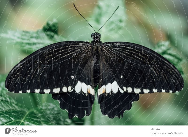 Scmetterling in schwarz/weiß Umwelt Natur Tier Urwald Schmetterling Insekt 1 exotisch klein leicht Leichtigkeit filigran Farbfoto Nahaufnahme Makroaufnahme