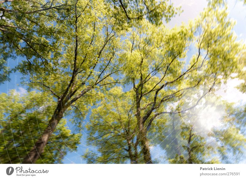 Fly Umwelt Natur Pflanze Urelemente Luft Frühling Sommer Wetter Schönes Wetter Baum Wald atmen genießen Beginn ästhetisch Zufriedenheit Partnerschaft bizarr