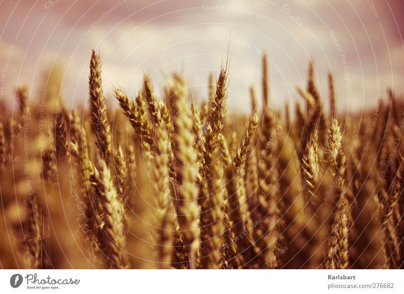 KØRN. Lebensmittel Getreide Weizen Ernährung Bioprodukte Vegetarische Ernährung Gesundheit Gesundheitswesen Ausflug Sommer Erntedankfest Landwirtschaft