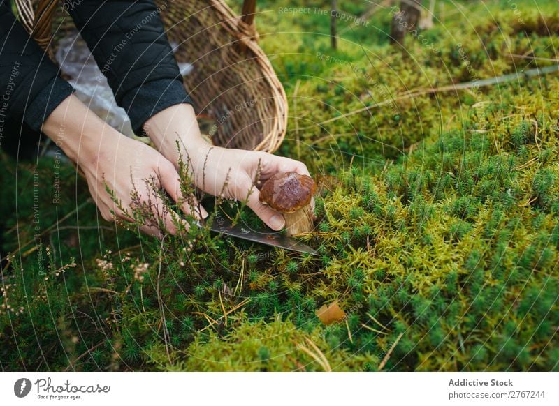 Getreidefrau beim Abschneiden von Pilzen Frau Sammeln Messer geschnitten Tourismus natürlich Umwelt Jahreszeiten Pflanze Gesundheit Herbst abholen frisch Wald