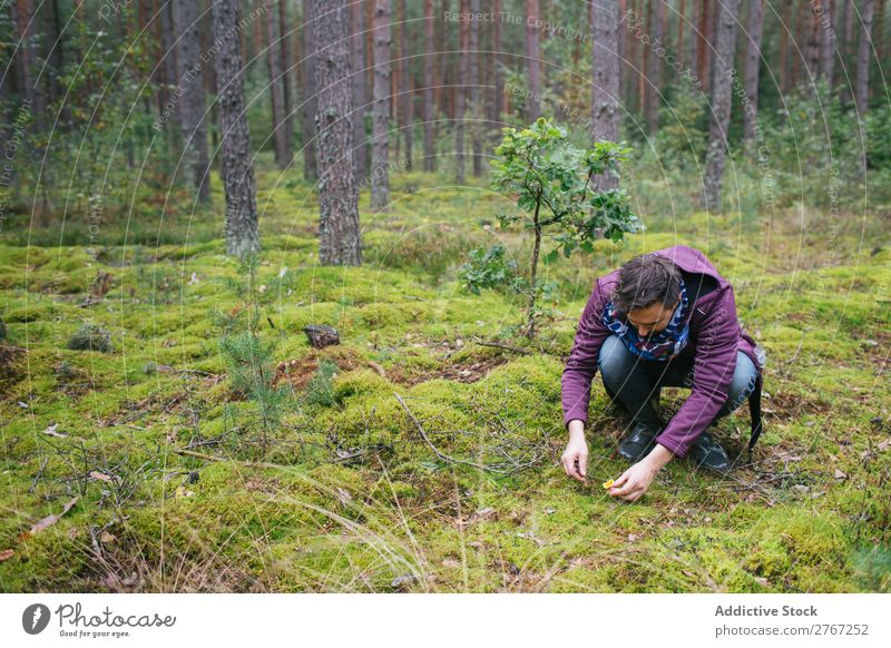 Mann schneidet Pilze ab Sammeln Messer geschnitten Tourismus natürlich Umwelt Jahreszeiten Pflanze Gesundheit Herbst abholen frisch Wald Moos pflücken Erholung