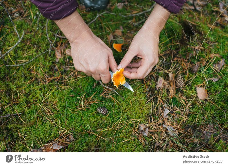 Getreidefrau beim Abschneiden von Pilzen Frau Sammeln Messer geschnitten Tourismus natürlich Umwelt Jahreszeiten Pflanze Gesundheit Herbst abholen frisch Wald