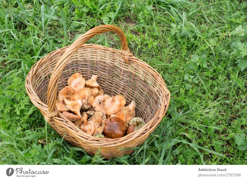 Weidenkorb voller verschiedener Pilze Korb pflücken Jahreszeiten Sortiment Wald Ernte natürlich essbar Sommer Gesundheit frisch Lebensmittel Herbst Natur braun