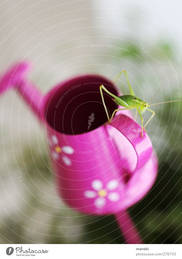 neuer Mitbewohner Tier 1 grün rosa Heuschrecke klein sanft Gießkanne Innenaufnahme Fühler Insekt Ekel Dekoration & Verzierung entdecken Farbfoto Detailaufnahme