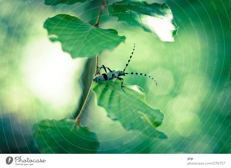 schwäb. koibockkäfer Blatt Zweig Käfer alpenbock 1 Tier krabbeln ästhetisch Ekel Erotik schön Natur Umweltschutz Fühler Beine Fleck blau schwarz grün Insekt