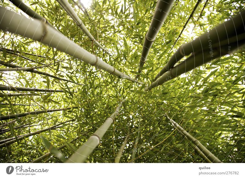 hoch hinaus Pflanze Baum Wildpflanze exotisch Bambus Bambusrohr Urwald gigantisch grün Kraft Abenteuer Symmetrie Umwelt Wachstum Ziel Farbfoto Außenaufnahme