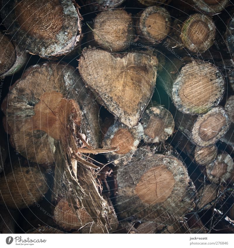 Herz in der Natur Holz Glück Romantik Inspiration Wachstum Holzstapel Rohstoffe & Kraftstoffe gesplittert Lager Baumstamm Maserung Phantasie Detailaufnahme