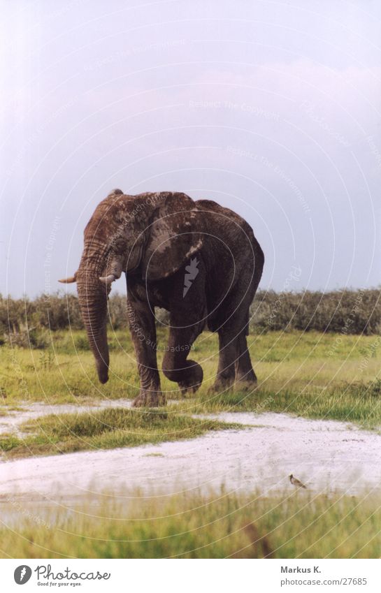 Der wahre König Elefant Bulle grau Weisheit groß stark Afrika Namibia Stoßzähne Elfenbein Rüssel alt dickhäuter Fett ruhig sanft Falte