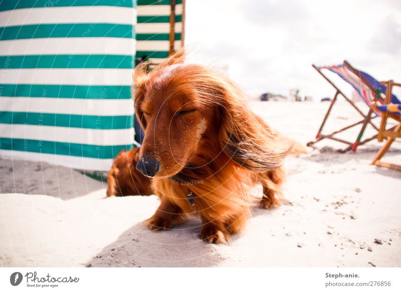 Voll im Windkanal Wolken Sommer Schönes Wetter Küste Strand Nordsee Ostsee Insel Borkum Haustier Hund Tiergesicht Fell 2 Denken genießen liegen streichen