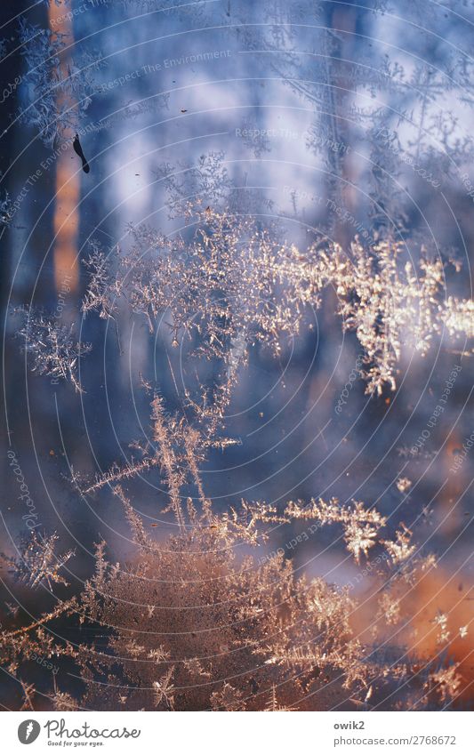 Geblümt Umwelt Natur Landschaft Winter Eis Frost Wald Eisblumen Glas frieren kalt bizarr Farbfoto Außenaufnahme Nahaufnahme Detailaufnahme abstrakt