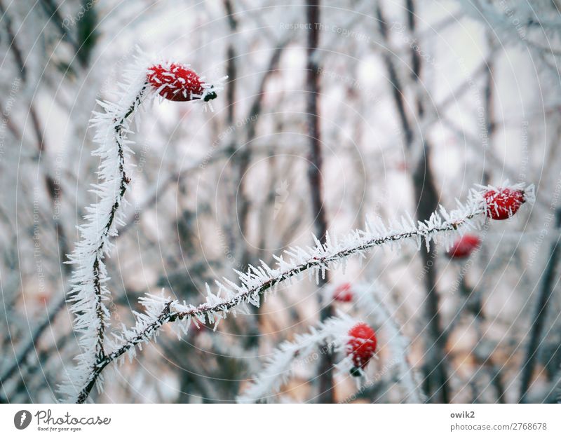Winterspiele Umwelt Natur Landschaft Pflanze Eis Frost Schnee Sträucher Hagebutten Hecke Wald frieren kalt bewegungslos Farbfoto Außenaufnahme Detailaufnahme