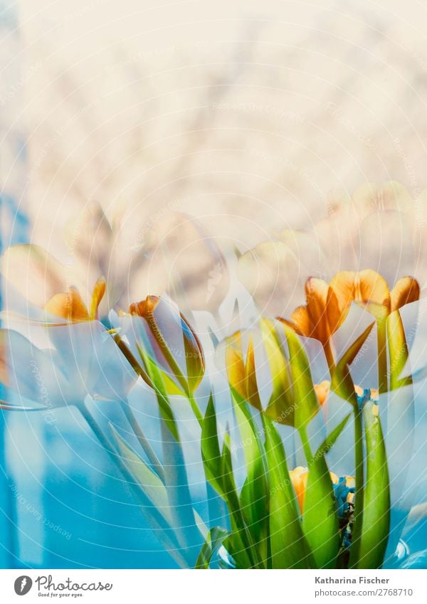 Blumenstrauß malerisch Kunst Natur Pflanze Frühling Sommer Herbst Winter Tulpe Efeu Farn Blatt Blüte Blühend leuchten gelb gold grün orange türkis weiß