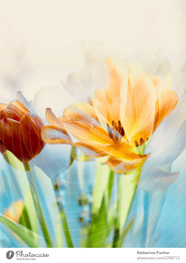 *300* Kunst Natur Pflanze Frühling Sommer Herbst Winter Tulpe Blatt Blüte Blumenstrauß Blühend leuchten gelb gold grün orange rosa rot türkis weiß