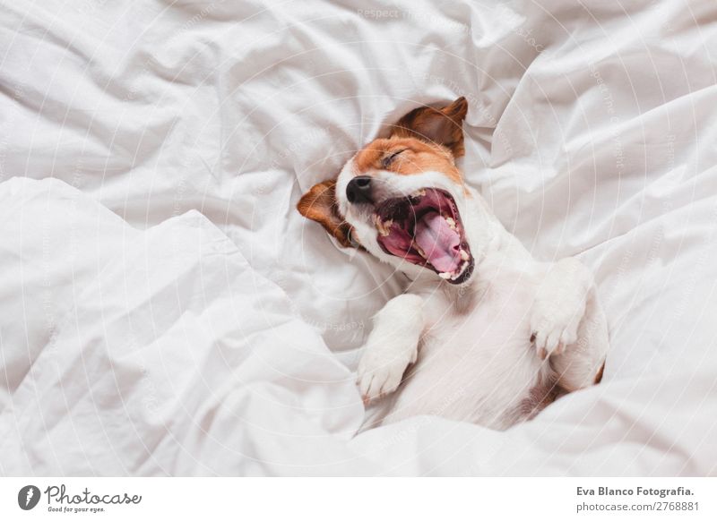 süßer Hund schläft und gähnt auf dem Bett, weißes Laken, morgens Lifestyle Krankheit Leben Erholung Freizeit & Hobby Winter Haus Schlafzimmer Tier Herbst