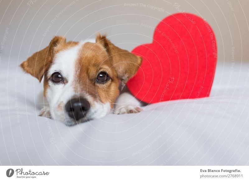 Porträt eines süßen Hundes, der auf dem Bett liegt. Lifestyle Freizeit & Hobby Wohnung Haus Raum Valentinstag Tier Haustier 1 Herz Denken Liebe Blick kuschlig