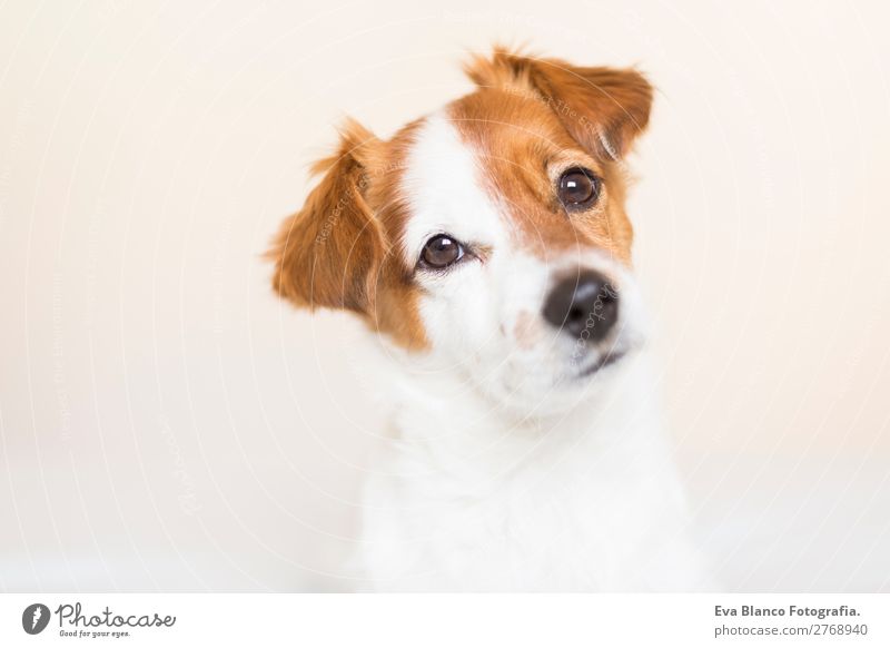 Porträt eines süßen Hundes auf dem Bett Lifestyle Freizeit & Hobby Häusliches Leben Tier Haustier 1 beobachten Denken hören Blick schlafen Freundlichkeit schön
