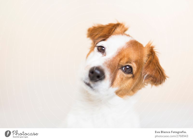 Porträt eines süßen Hundes auf dem Bett Lifestyle Freizeit & Hobby Häusliches Leben Haus Tier Haustier 1 beobachten Denken Blick schlafen Freundlichkeit