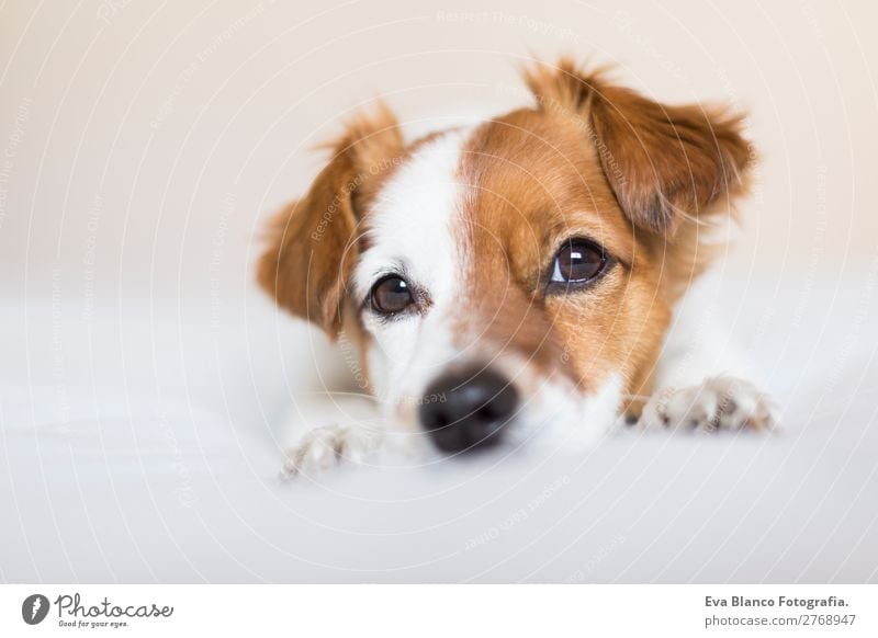 Porträt eines süßen Hundes auf dem Bett Lifestyle Freizeit & Hobby Häusliches Leben Wohnung Haus Raum Tier Haustier 1 Denken genießen hören liegen Blick