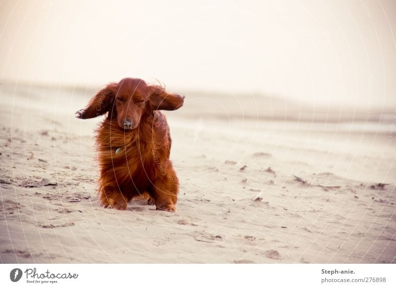 Blöder Wind Hund Sommer ein lizenzfreies Stock Foto von Photocase