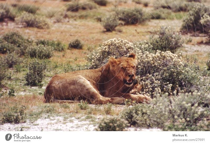 The Queen Löwin König Afrika Landraubtier Raubkatze Katze Namibia Krallen Jäger großkatze Wildtier erfurcht Respekt