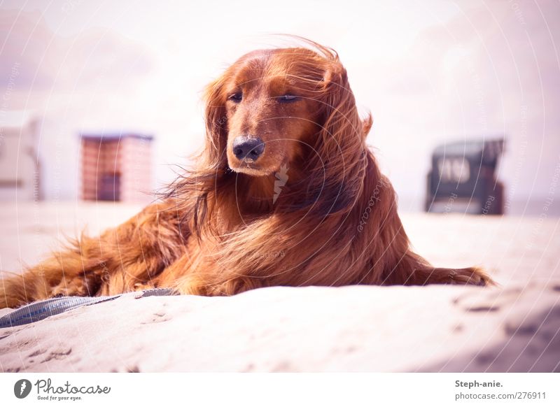 Hallo Herr Felix! Sand Wolken Schönes Wetter Küste Strand Nordsee Ostsee Haustier Hund beobachten Erholung genießen Kommunizieren liegen