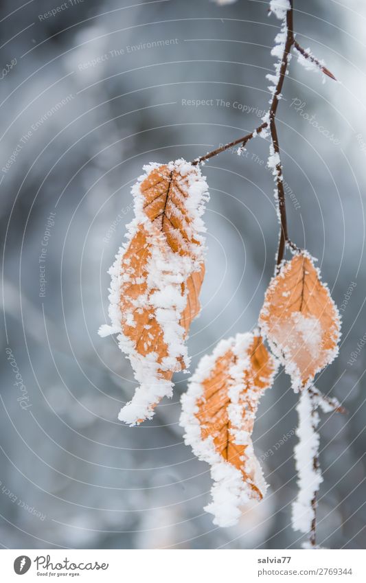 frostig Umwelt Natur Winter Klima Eis Frost Schnee Pflanze Baum Blatt Zweige u. Äste Buchenblatt Wald kalt ruhig Raureif Farbfoto Außenaufnahme Nahaufnahme