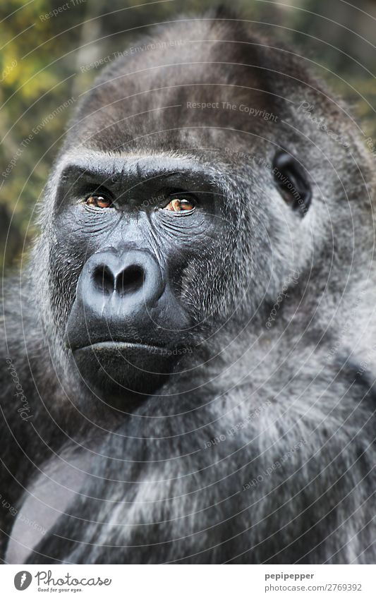 gorilla Tier Wildtier Affen Gorilla 1 beobachten bedrohlich Zoo Gedeckte Farben Außenaufnahme Tag Tierporträt Blick Blick in die Kamera Blick nach vorn