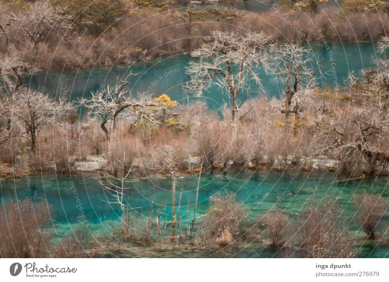klare Seen Umwelt Natur Landschaft Pflanze Winter Baum Wald Seeufer China Sichuan Juizhaigou Asien außergewöhnlich fantastisch kalt blau türkis Umweltschutz