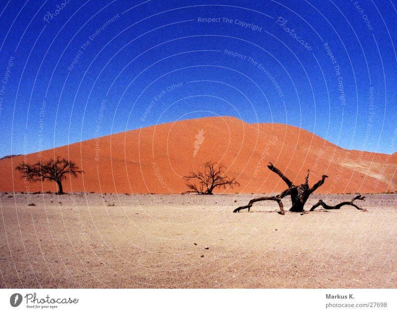 Düne 45 (2) rot Baum matt Afrika heiß Physik trocken München Stranddüne Wüste Sand blau getrocknet Tod Namib Wärme Durst