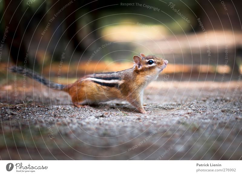 My Friend Chippy Umwelt Natur Tier Erde Wald Wildtier 1 Fressen Blick ästhetisch schön Erwartung Freiheit Freude Sorge Erdhörnchen USA Vermont Neugier