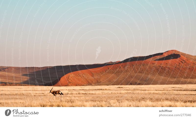 Dekoratirves Rummrennen vor roter Düne I Natur Landschaft Tier Wildtier 1 Wüste Steppe Stranddüne Gras Grasland Freiheit Ferne Spießbock Antilopen Namib Namibia