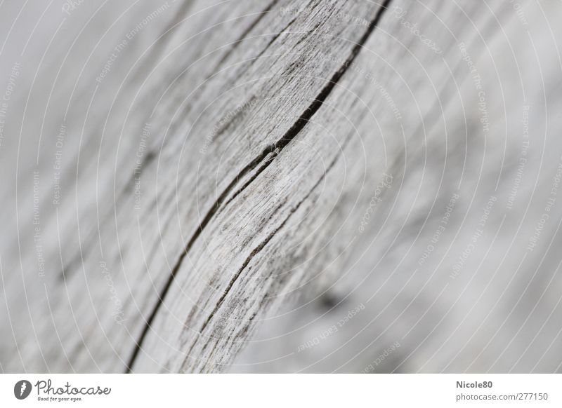 Lebenslinien Natur Holz Riss Strukturen & Formen Maserung Holzfaser grau Farbfoto Makroaufnahme Menschenleer Textfreiraum Hintergrundbild Schwarzweißfoto