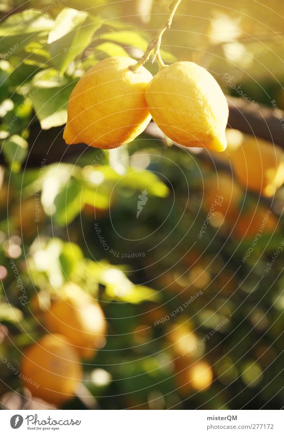 Orange Garden XIII Kunst ästhetisch Zitrone Zitronensaft zitronengelb Zitronenbaum Zitronenschale Zitronenblatt Plantage anbauen züchten Vitamin Vitamin C