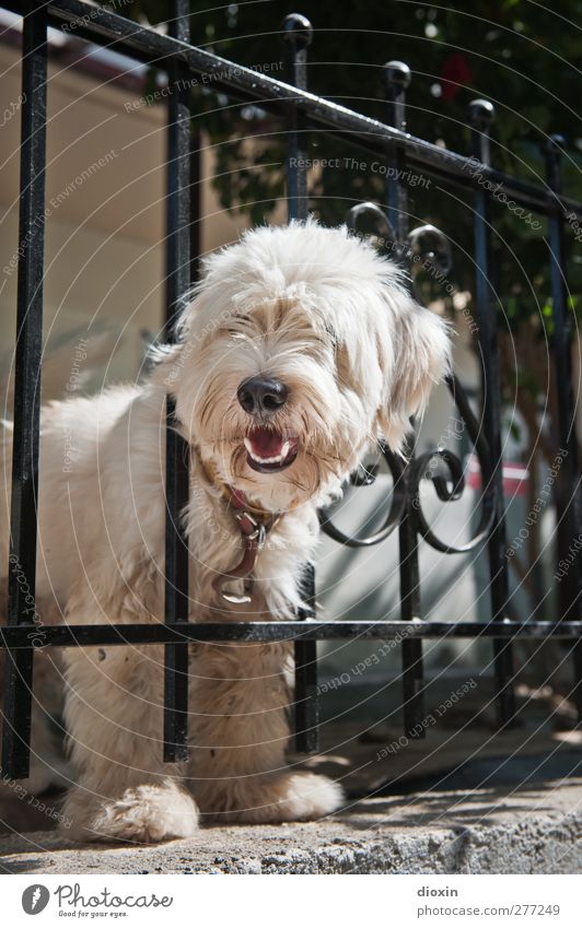 Kretischer Kettenhund Zaun Tier Haustier Hund 1 kuschlig Haushund Kontrolle Schutz Blick Farbfoto Außenaufnahme Menschenleer Textfreiraum oben Tag Tierporträt